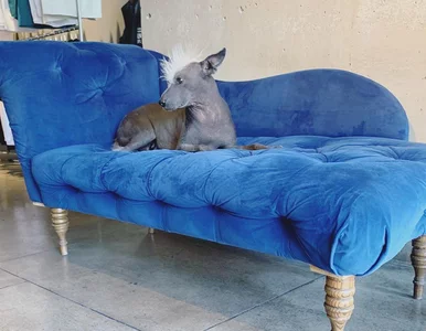 Miniatura: Pies z irokezem podbija Instagram....