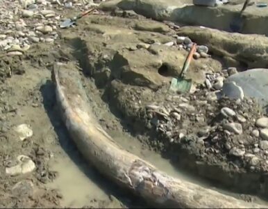 Miniatura: Kieł mamuta znaleziony na brzegu rzeki w...