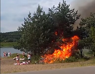 Miniatura: „Grill się udał”. Zapłonęły drzewa,...