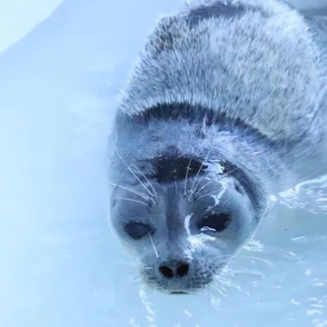 Foka uratowana przez organizację Seal Rescue Ireland 