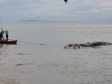 Zwierzę znalezione na plaży w Maasin 