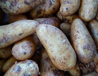 Miniatura: Ziemniaki tańsze o połowę niz rok temu