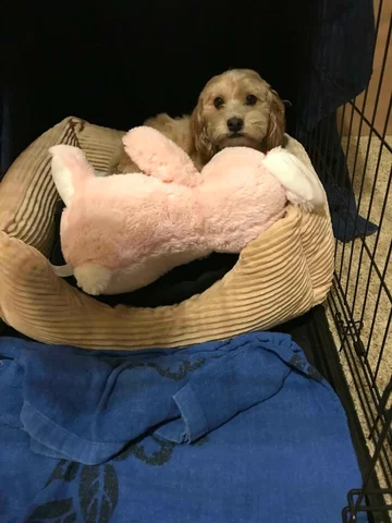 Pies i jego ukochana zabawka 