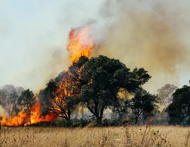 Miniatura: Ogień trawi grecką wyspę i zbliża się do...