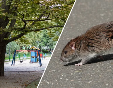 Miniatura: Szczury oblegają Warszawę? „Zdarza się, że...