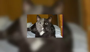 "Kot o dwóch twarzach" 