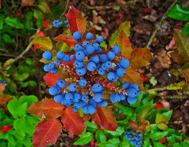 Miniatura: Lepszy niż tuja! Ten krzew zachwyca...