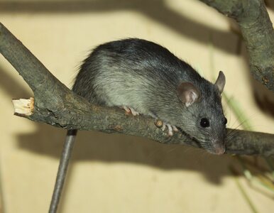 Miniatura: Plaga szczurów w Madrycie. Są agresywne i...