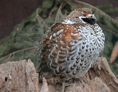 Miniatura: Kiepska wiadomość dla myśliwych. 5...