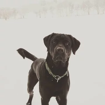 Labrottie - połączenie labradora i rottweilera 