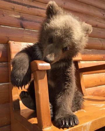 Mansur jako mały niedźwiadek 