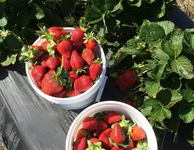 Miniatura: Zrób to z truskawkami do końca kwietnia. W...