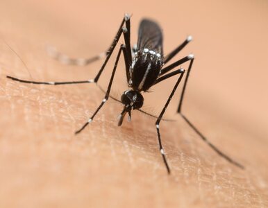 Miniatura: Plaga komarów w świętokrzyskiem. Poseł PiS...