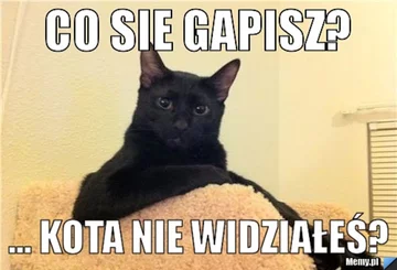 Memy z kotami w roli głównej 