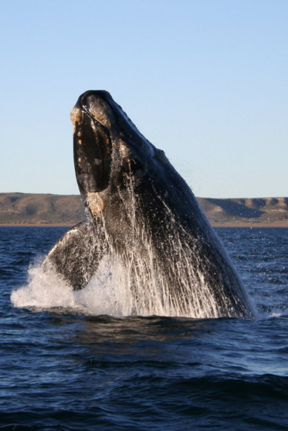 11. Wieloryby i „Moby Dick” Są żyjące wieloryby starsze niż książka „Moby Dick” Hermana Melville'a (1951 rok).