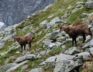 Miniatura: Kozice skakały po „mapie Polski”. Taki...
