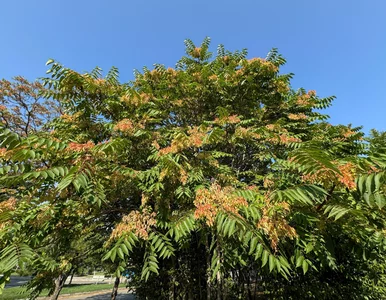 Miniatura: To drzewo jest w Polsce zakazane. Jeśli je...