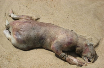1. „Potwór” znaleziony na plaży w Nowym Jorku