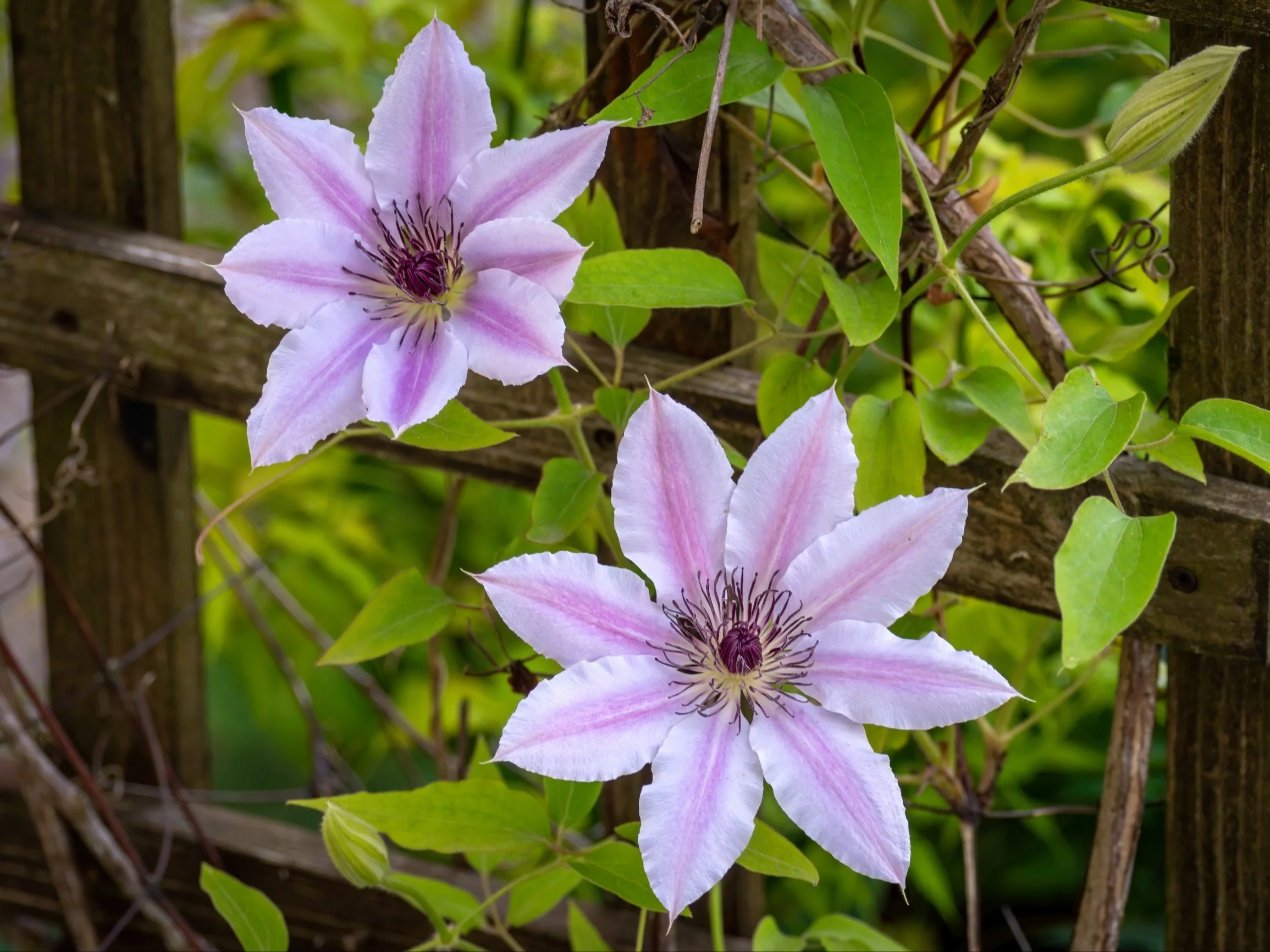 Powojnik, clematis