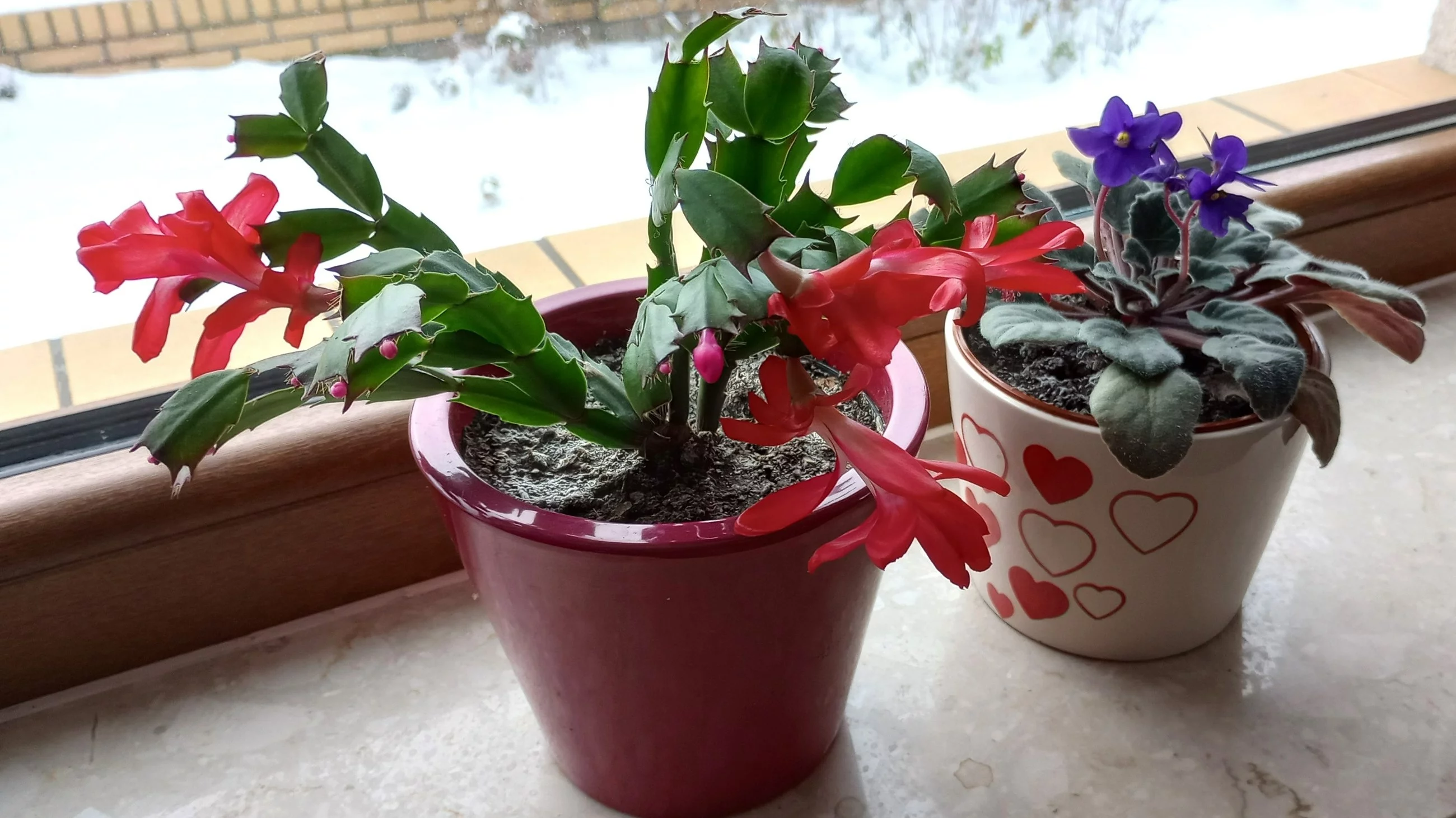 Zimowy parapet pełen kwitnących roślin — gatunki, które rozjaśnią dom, gdy za oknem szarość