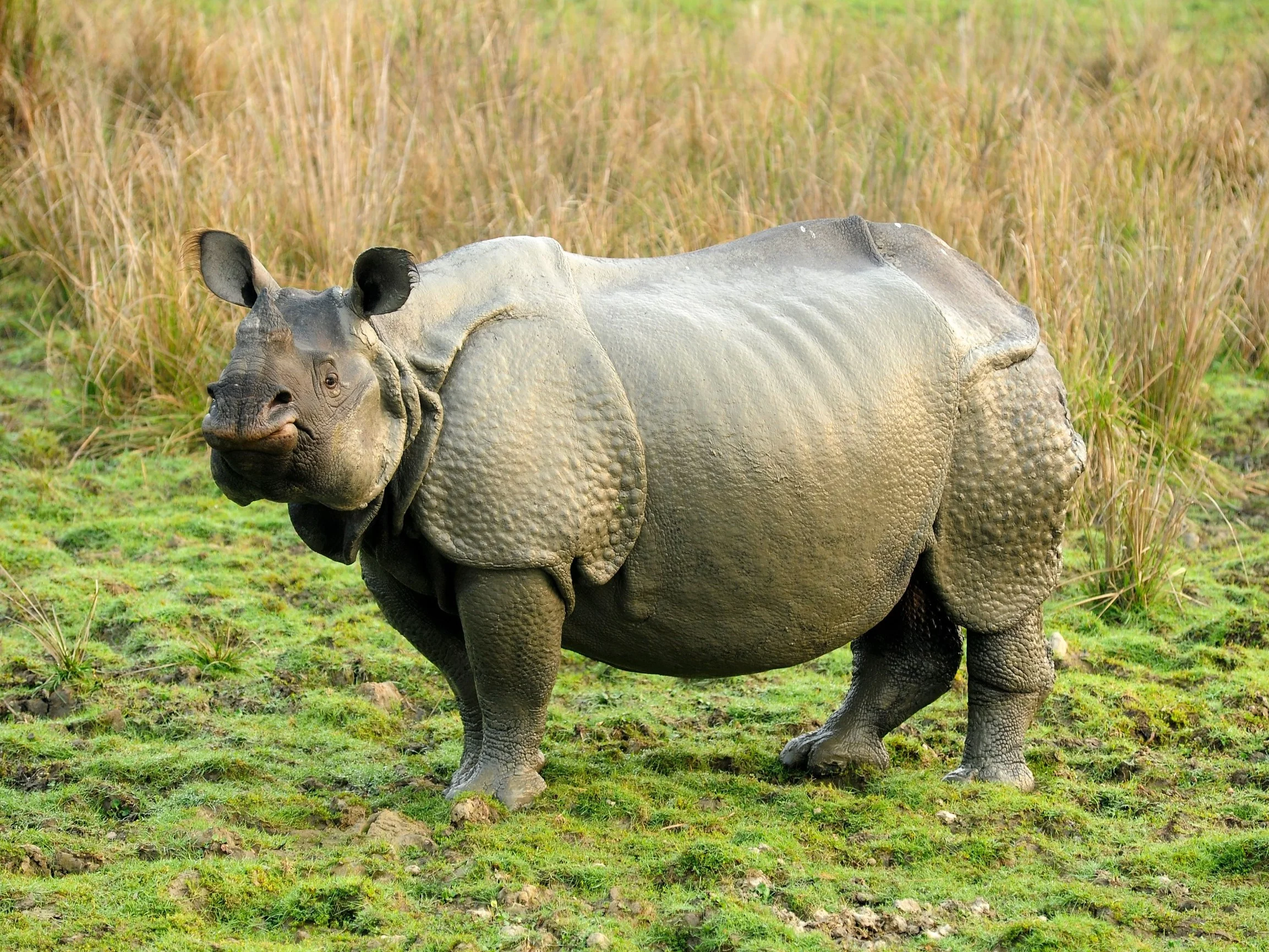 23 miliony lat temu żył w Arktyce. Nowy gatunek zaskoczył naukowców
