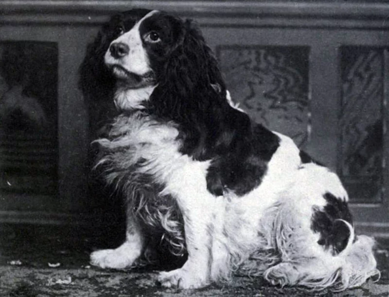 13. Norfolk Spaniel