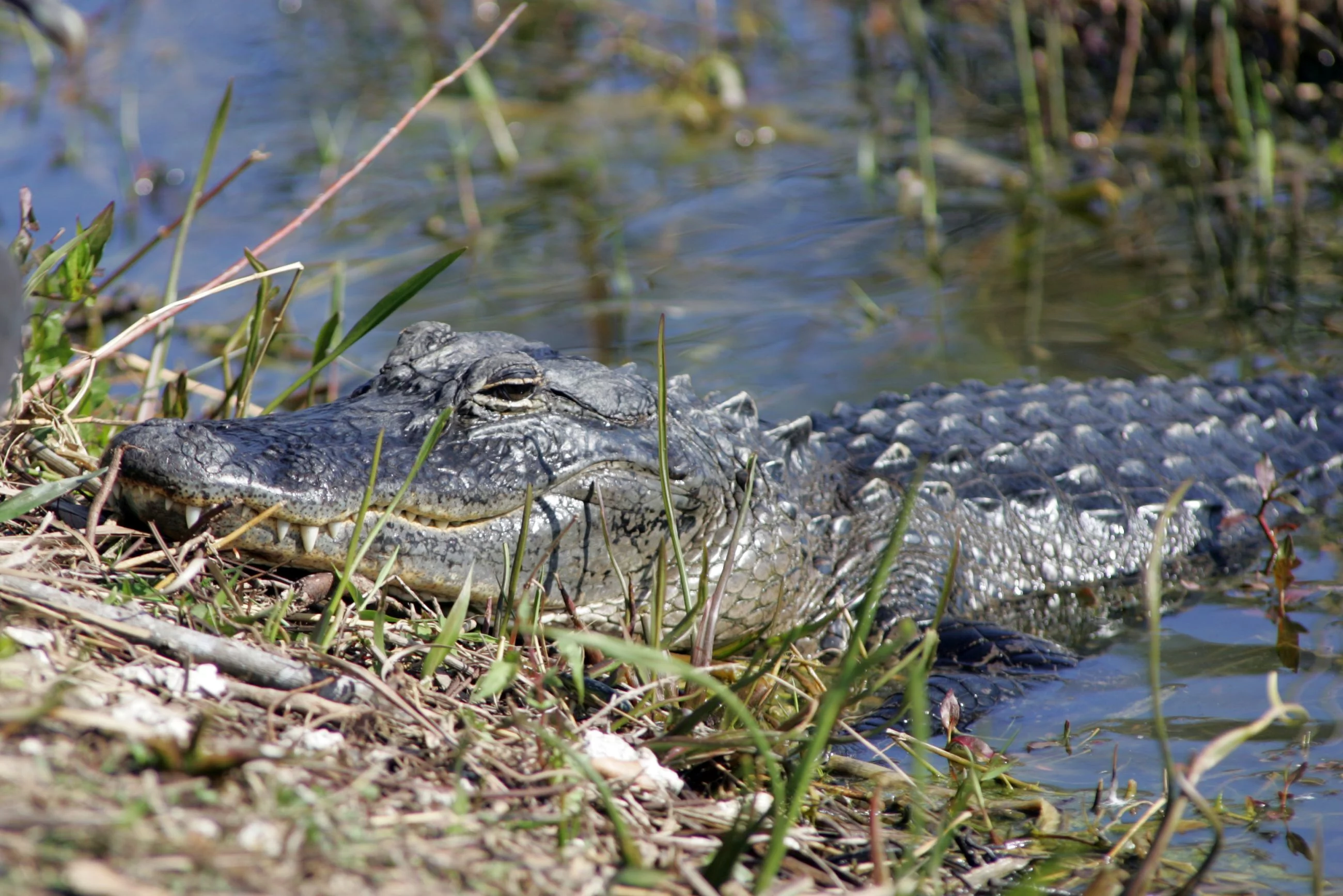 Aligator, zdjęcie ilustracyjne