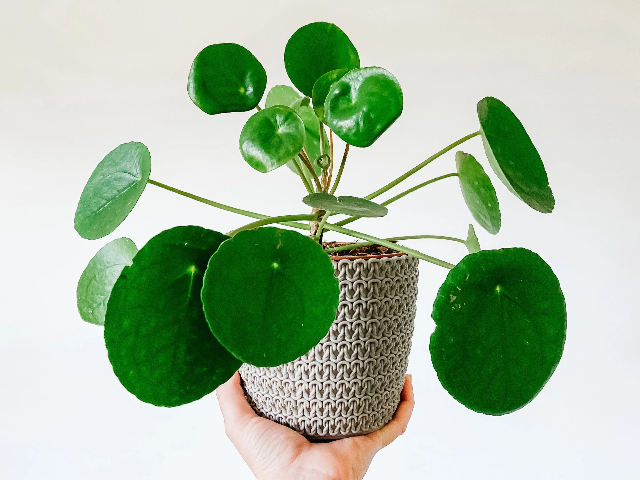 Bogactwo przyciąga pilea peperomioides, czyli pieniążek