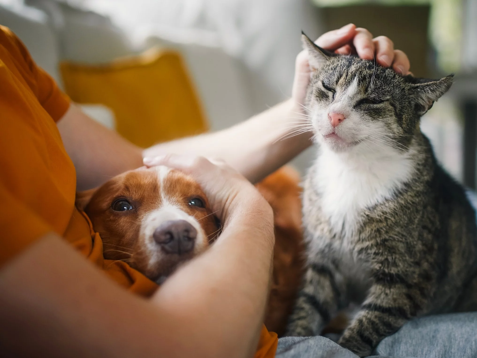 Adopcja psa i kota