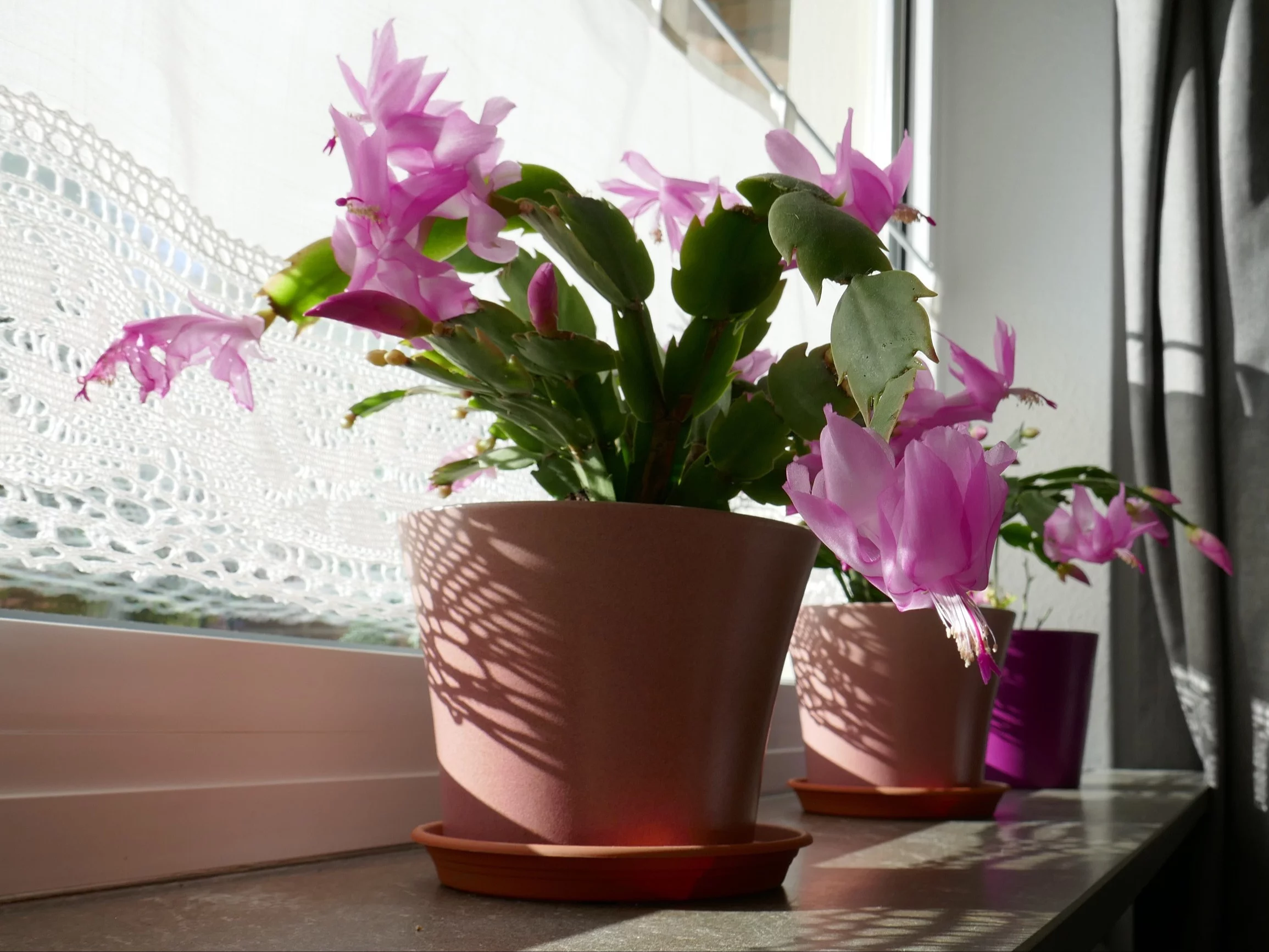 Grudnik (Schlumbergera) w pełnym kwitnieniu to zimowa ozdoba domu – jego barwne kwiaty rozjaśnią każde mieszkanie w okresie świątecznym