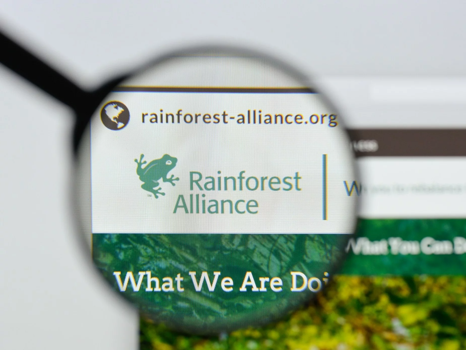 Rainforest Alliance