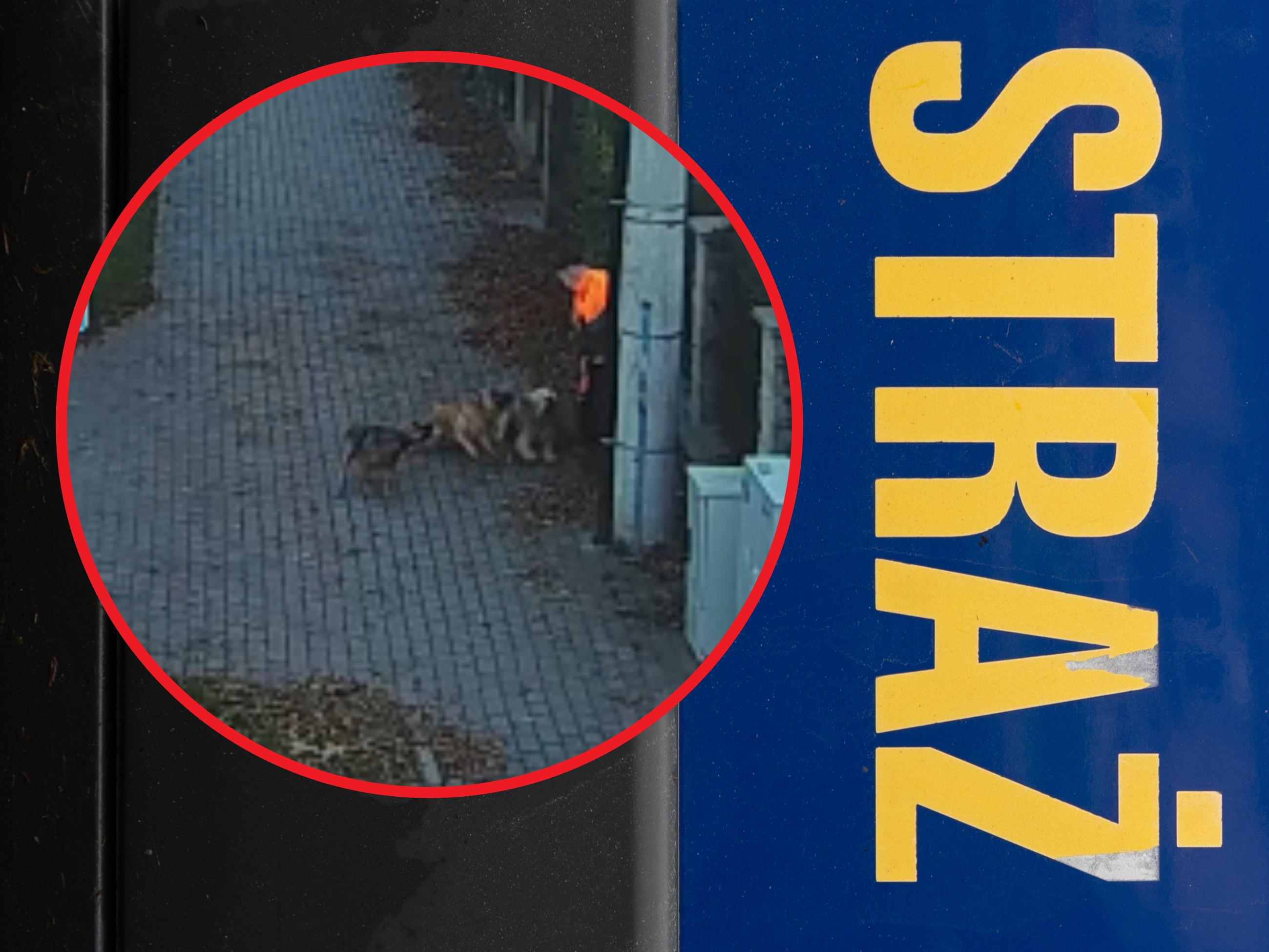 Agresywne psy napadły chłopca w biały dzień. Wstrząsające wideo