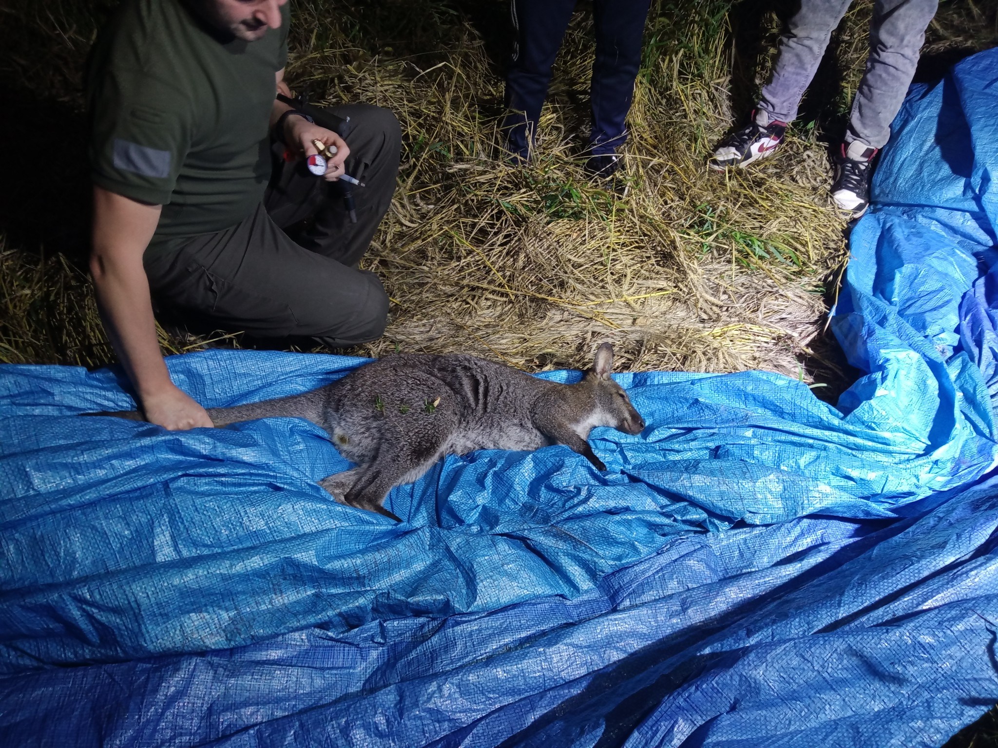 Akcja poszukiwawcza strażaków. Kangur-dezerter schwytany