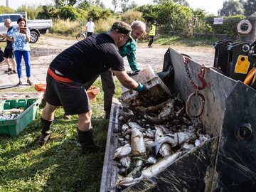 Akcja wyławiania śniętych ryb z Odry w dzielnicy Szczecin Żydowce