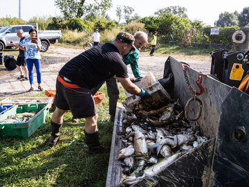 Akcja wyławiania śniętych ryb z Odry