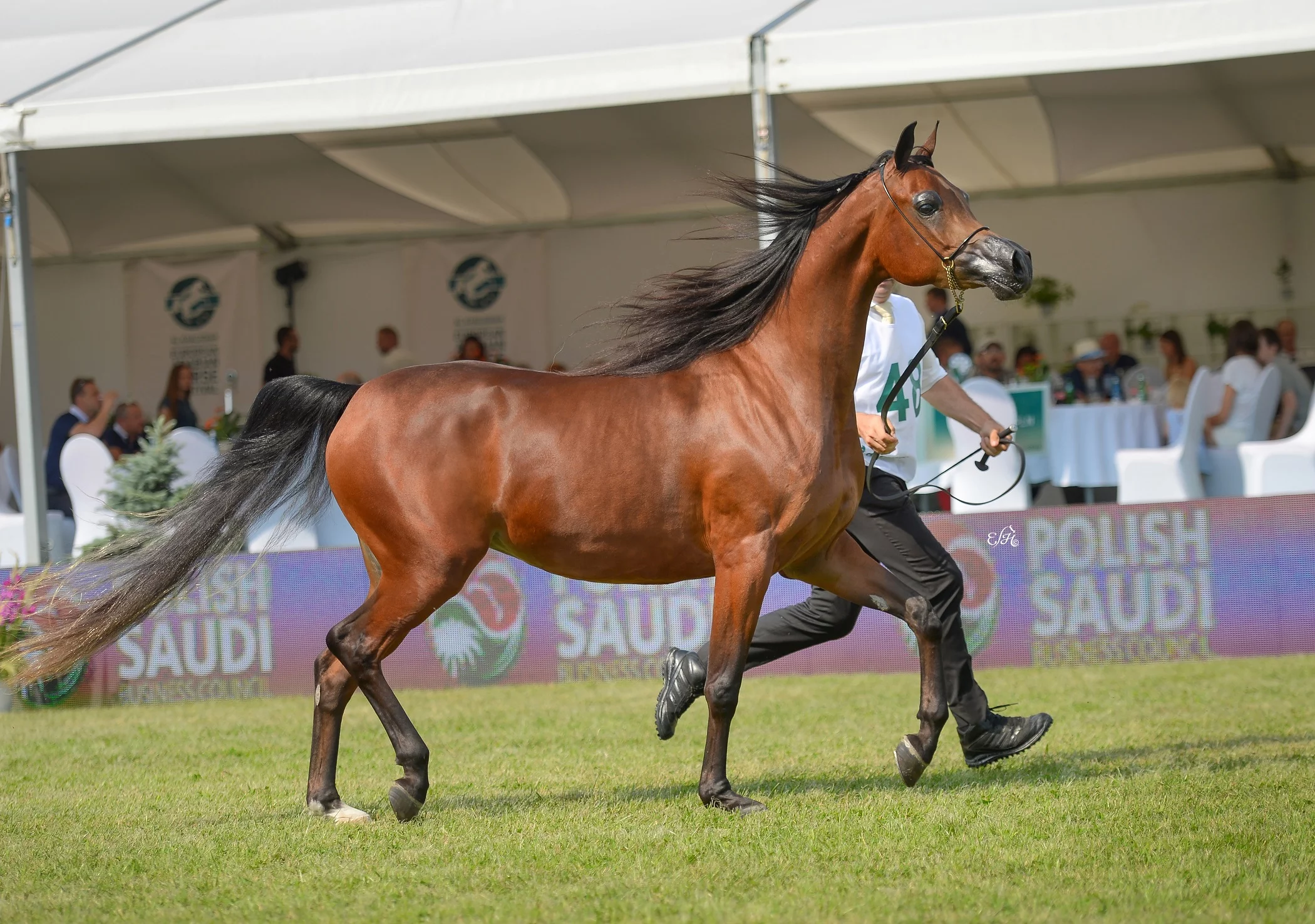 Al Khalediah European Arabian Horse Festival 2016