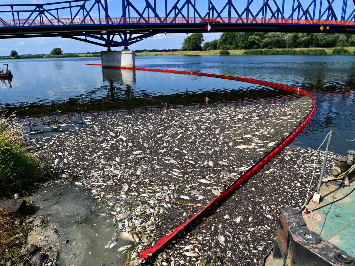 Akcja usuwania martwych ryb z Odry w miejscowości Krajnik Dolny