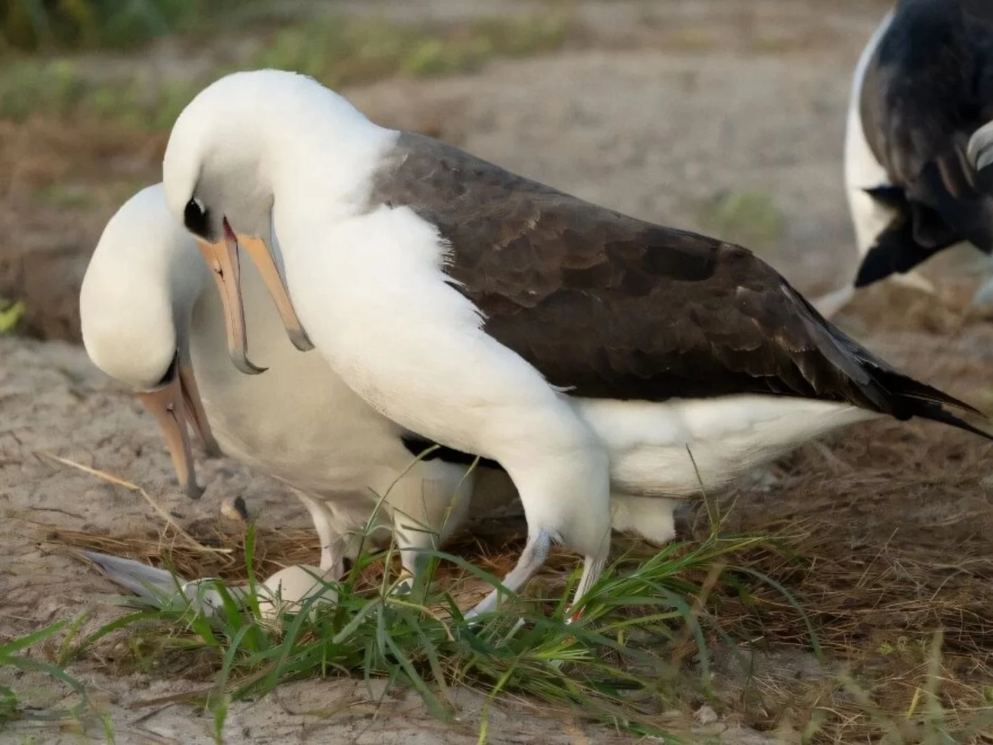 Albatrosy. Widsom i jej partner