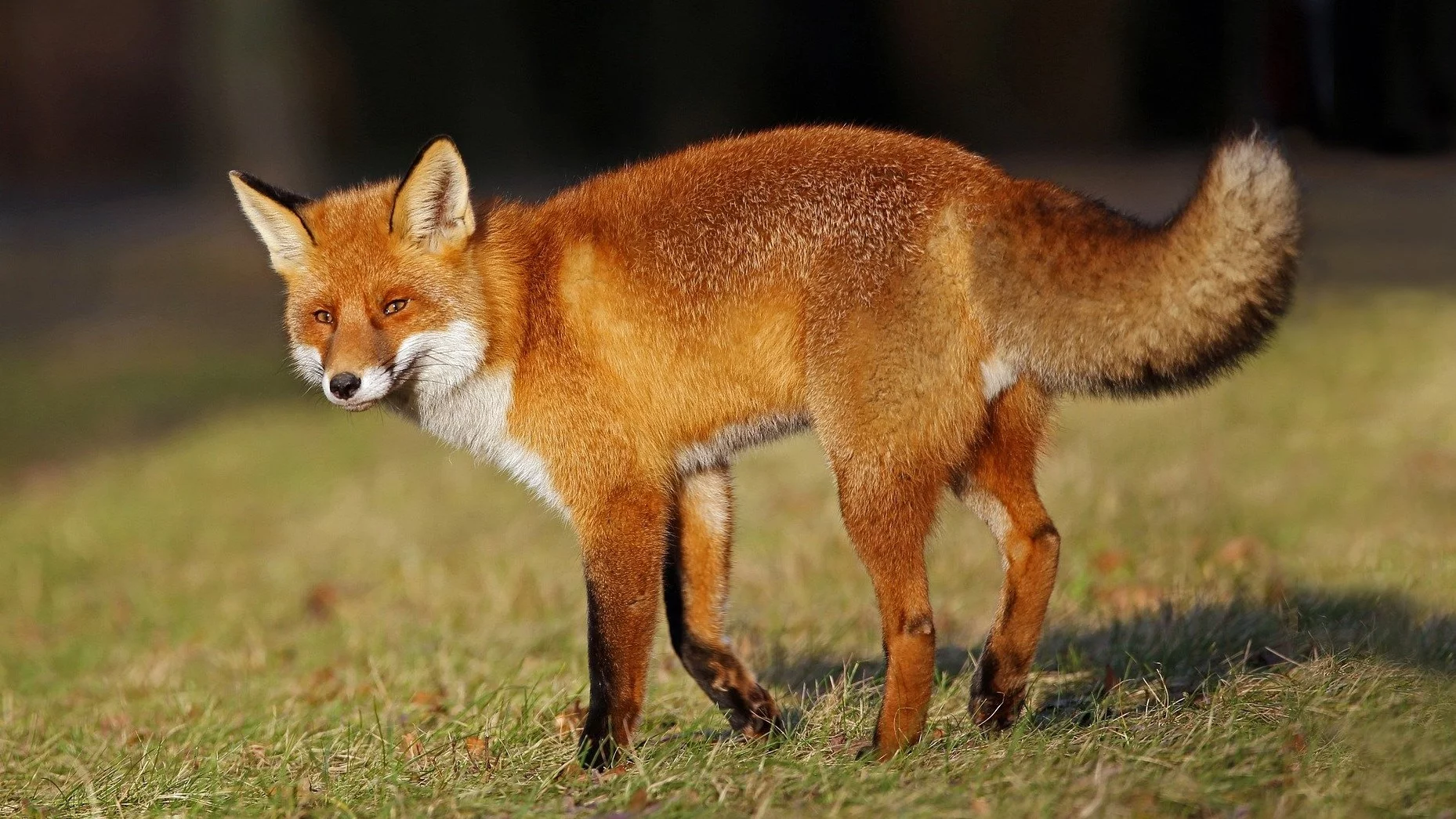 Rząd ostrzega mieszkańców Podlasia. Rozesłano alert RCB