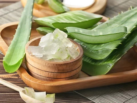 Aloes  waciwoci lecznicze i zastosowanie  Zdrowie Wprost