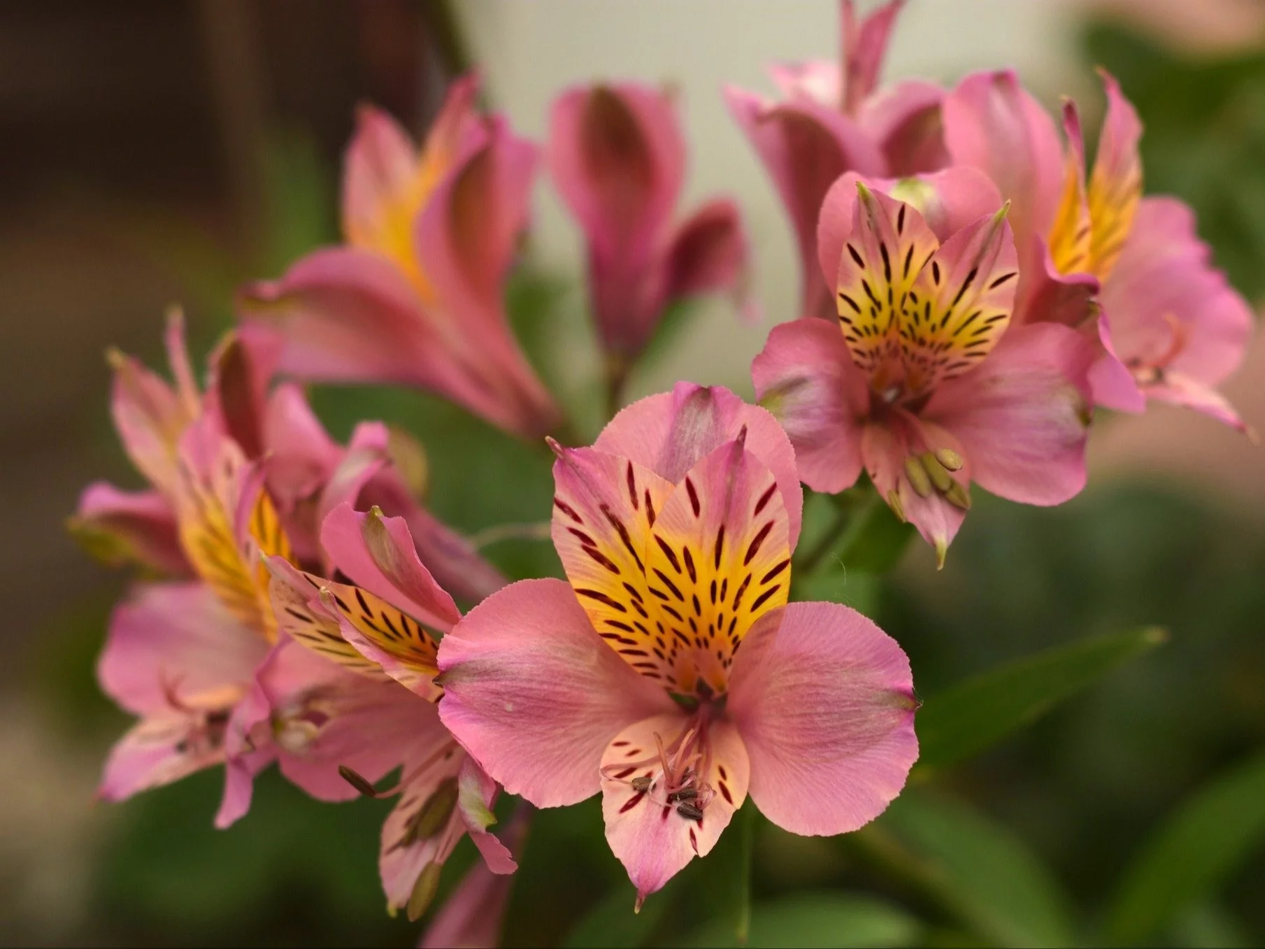Alstremeria, lilia peruwiańska