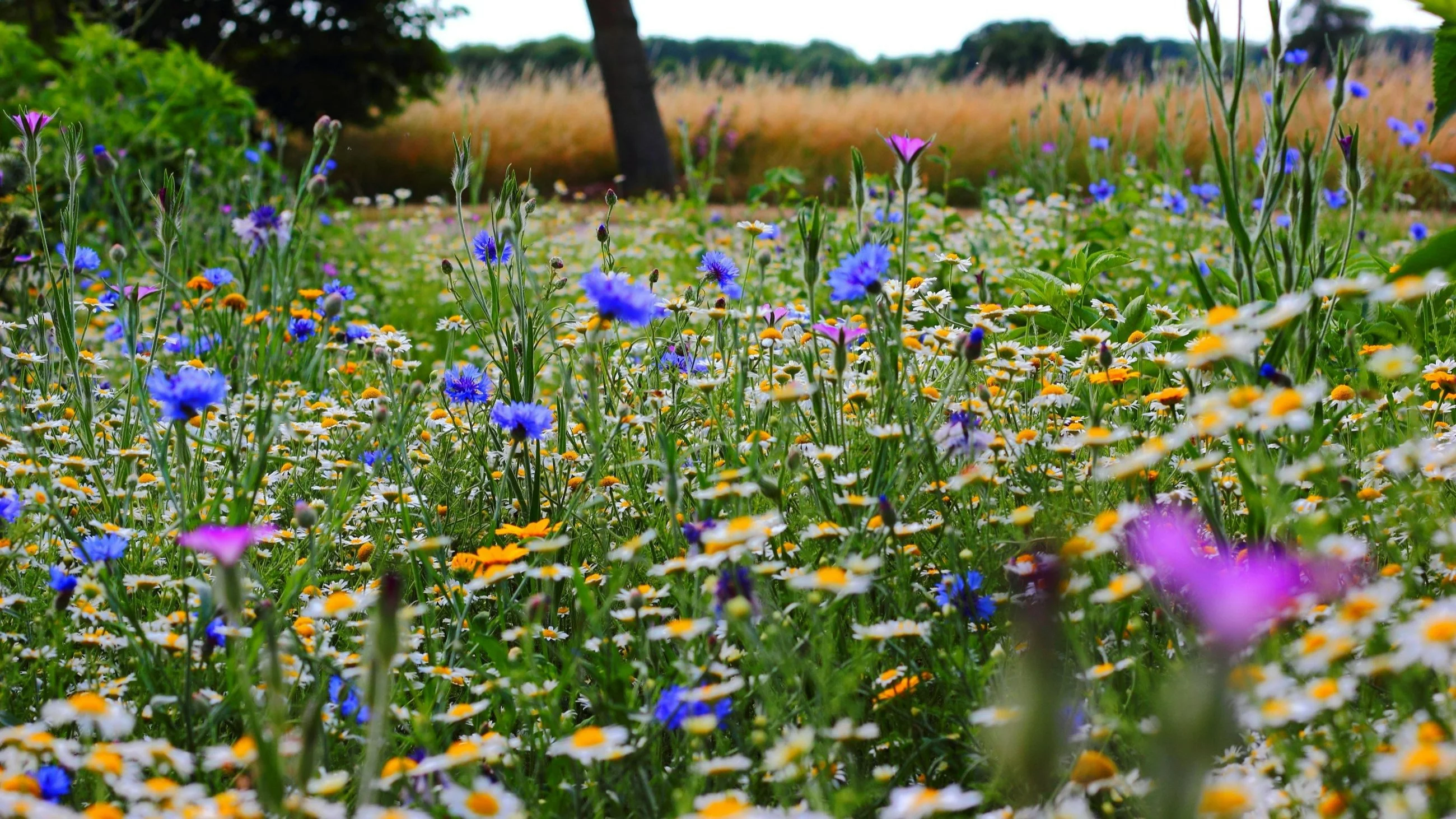 Łąka – zdjęcie ilustracyjne