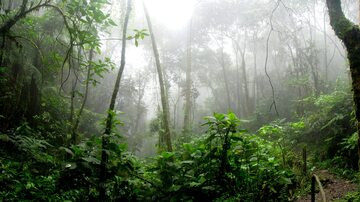 Amazonia - zdjęcie ilustracyjne