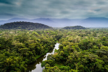 Amazoński las, zdjęcie ilustracyjne