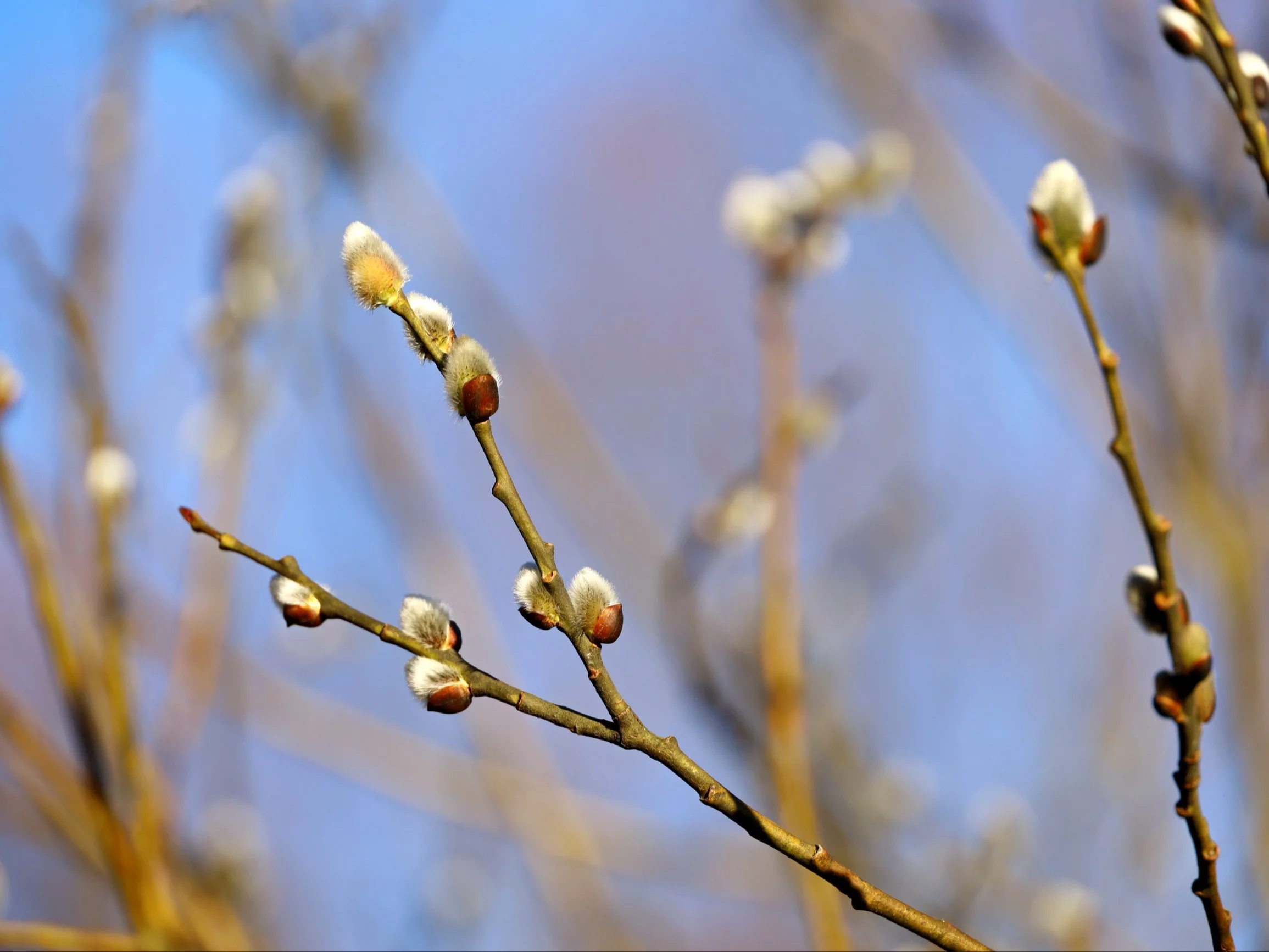 Bazie na wierzbie, zdjęcie ilustracyjne