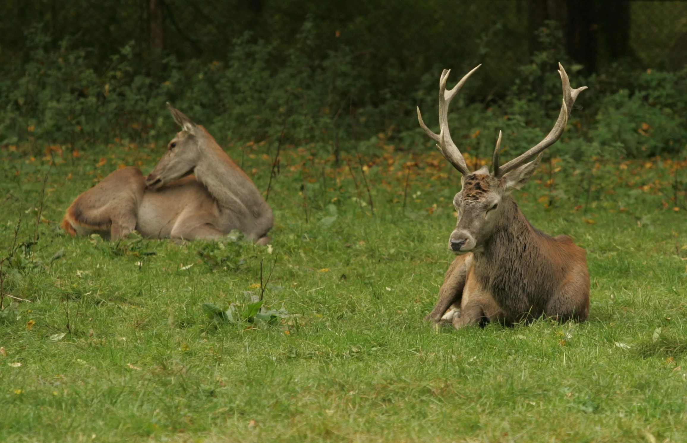 Puszcza Białowieska