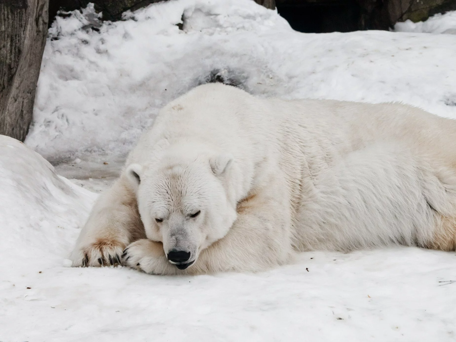 Niedźwiedź polarny