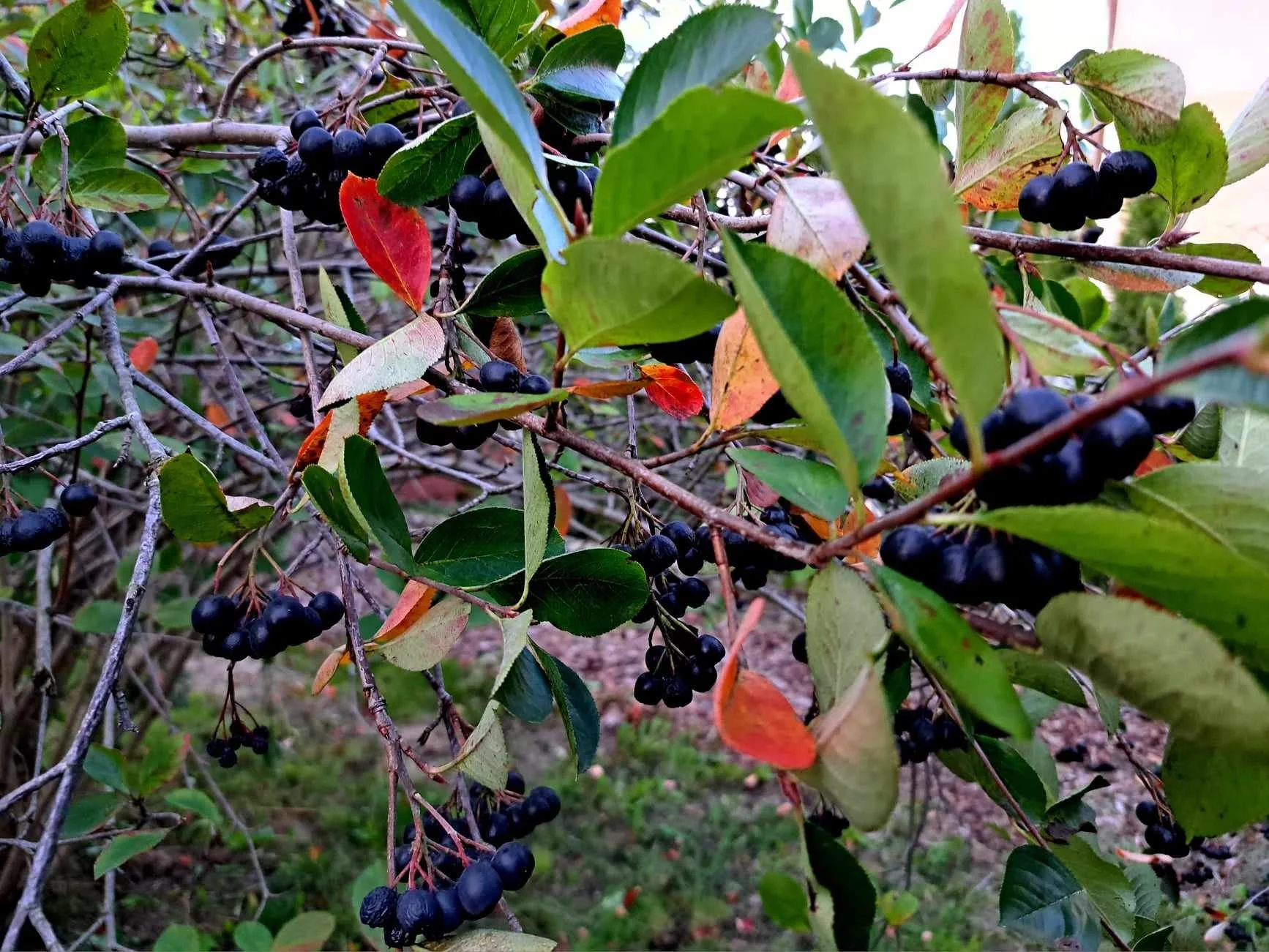 Aronia gotowa do zbiorów