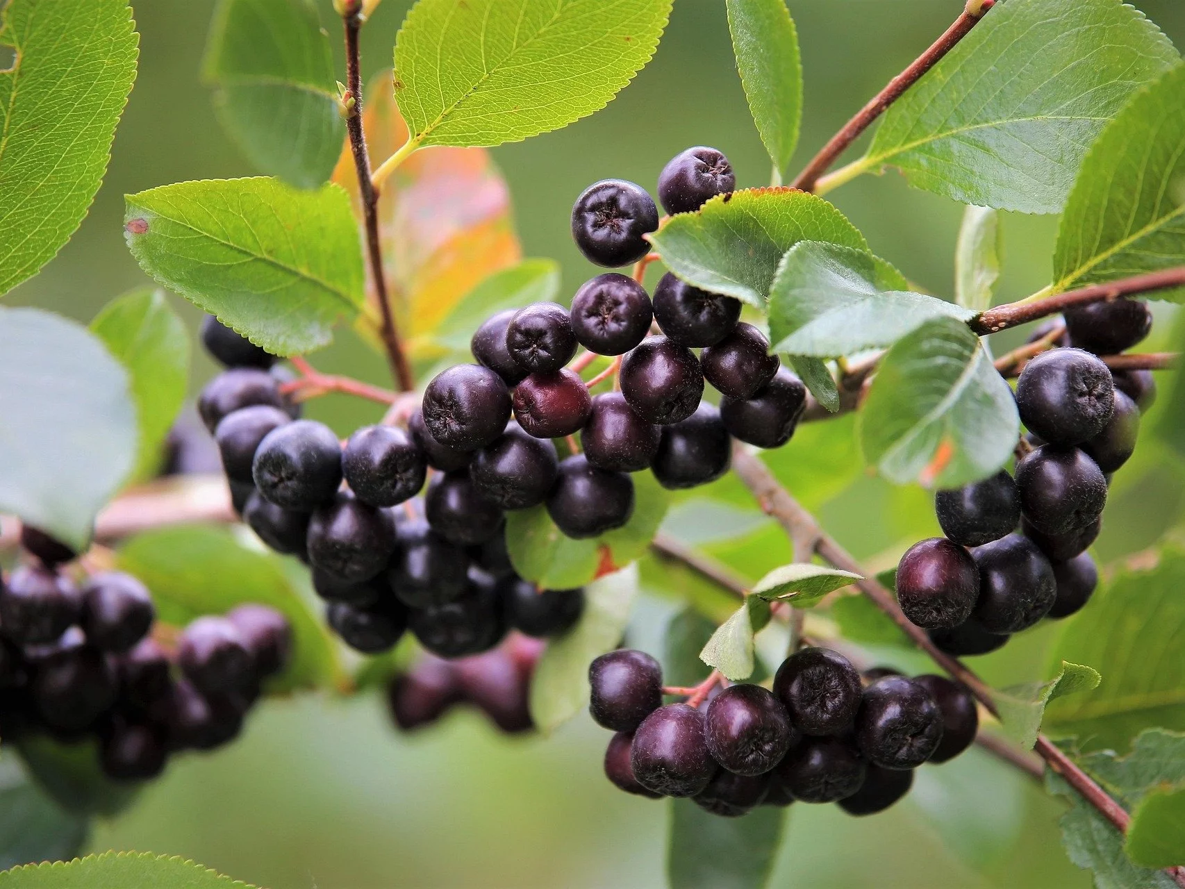 Aronia