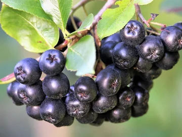 Aronia